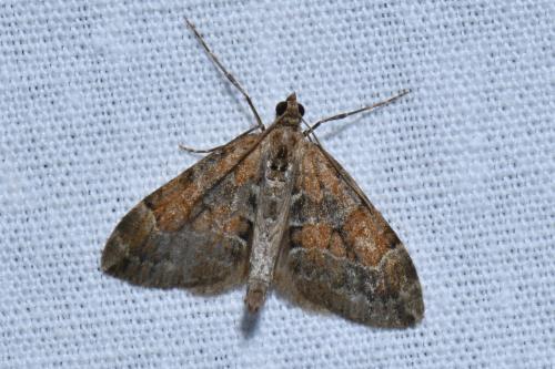 Thera obeliscata